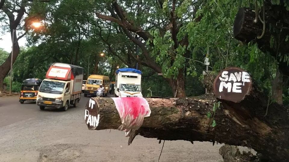 SC fines Mumbai Metro for felling trees in Aarey forest beyond permission
