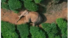 Kerala government seeks national consensus on human-animal conflict law