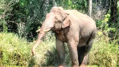 Keralas rogue elephant Arikomban tranquilised; shifted to Periyar Tiger Reserve