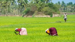 Why MSP legislation has become an economic and political hot potato