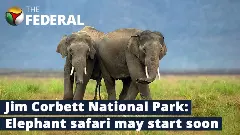 Elephant safari at Jim Corbett park; Heres all you need to know