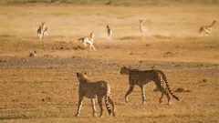 MP: Another African cheetah dies at Kuno National Park; second death in less than a month