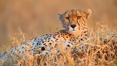 Cheetah Pavan that strayed out of Kuno National Park rescued before entering UP