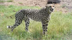 Indias cheetah reintroduction plan ignored spatial ecology: Scientists