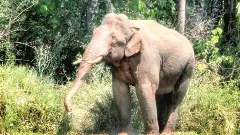 Arikkomban relocation: SC refuses to interfere with Kerala HC order