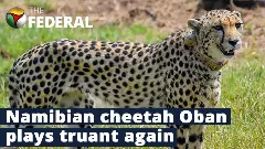 Namibian cheetah Oban bolts from Kuno National Park once again