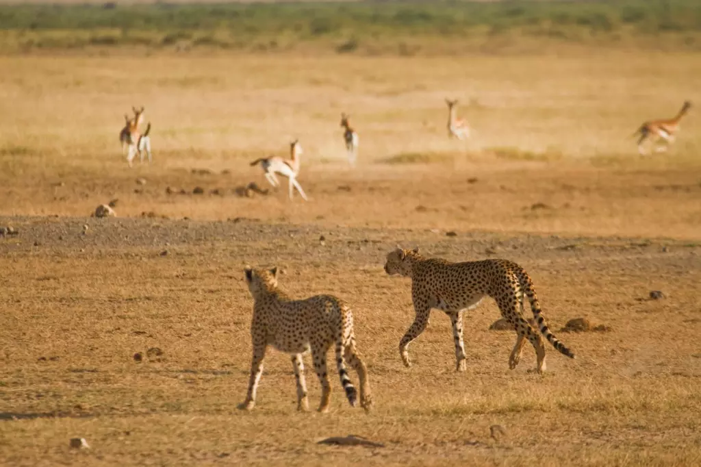 MP: Another African cheetah dies at Kuno National Park; second death in less than a month