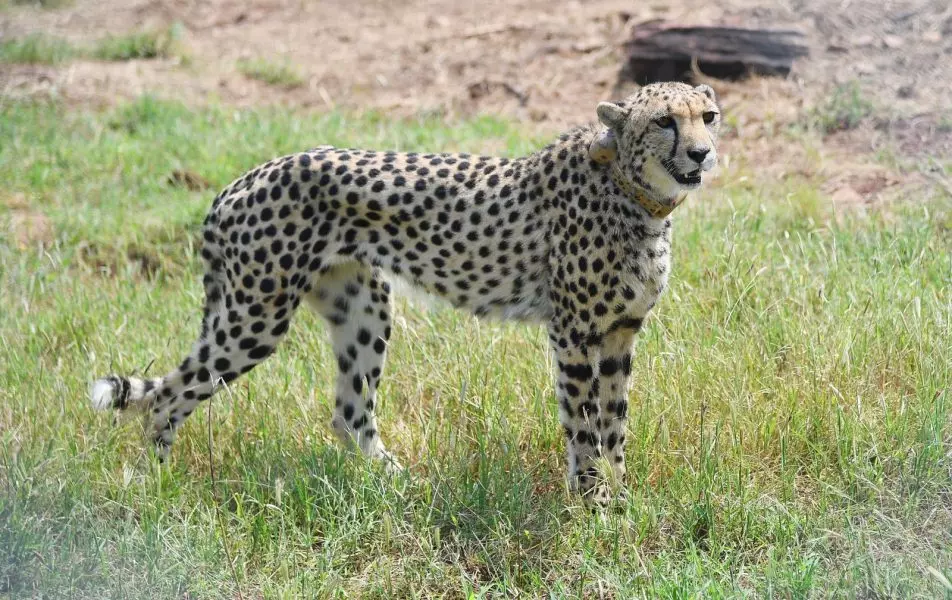 Indias cheetah reintroduction plan ignored spatial ecology: Scientists