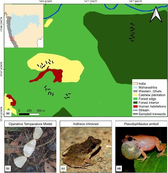 Cashew plantations may provide supplementary abode for frogs Cashew plantations may provide supplementary abode for frogs