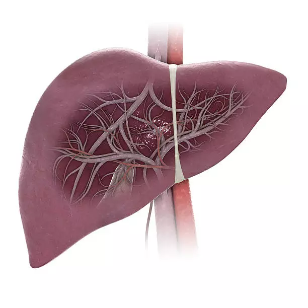 World Liver Day: Be vigilant, do regular liver check-up, fatty liver can affect anyone World Liver Day: Be vigilant, do regular liver check-up, fatty liver can affect anyone