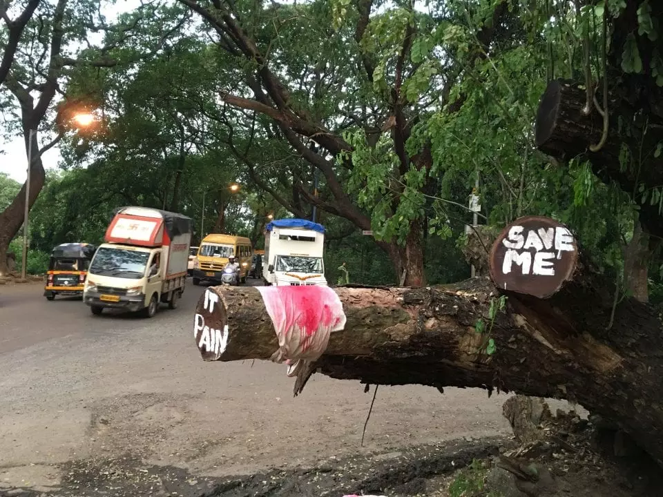 SC fines Mumbai Metro for felling trees in Aarey forest beyond permission
